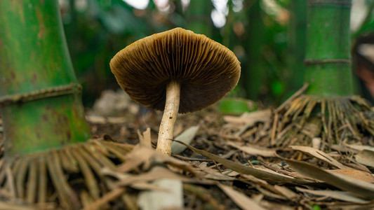 gif动图蘑菇头摄影照片_伞状蘑菇春天野生菌乡村生长发芽摄影图配图