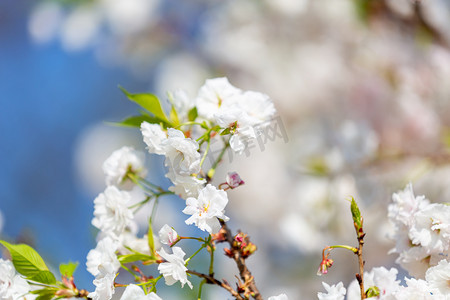 樱花春季白花公园赏花摄影图配图
