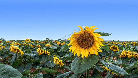 葵花地上午葵花夏季素材摄影图配图