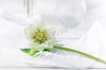 静物白天一朵白色玫瑰花室内桌面文艺摄影图配图