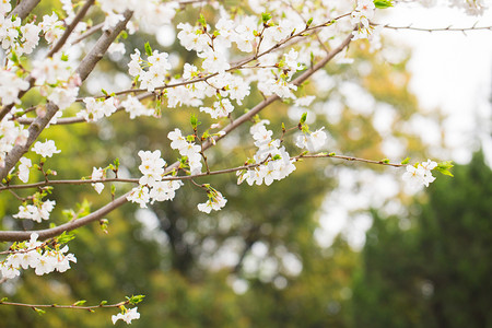 绿色静物景色自然风景花花瓣花蕊春天摄影图配图