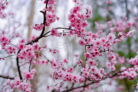 春天花卉光照桃花户外公园花盛开摄影图配图