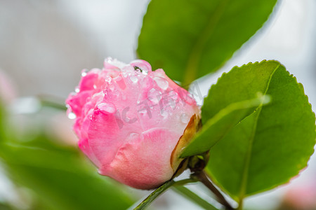 花骨朵茶花摄影照片_自然风景春天花苞室外雨后摄影图配图