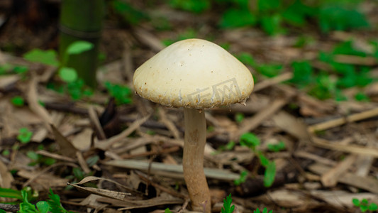 蘑菇撑伞春天蘑菇竹园发芽生长摄影图配图