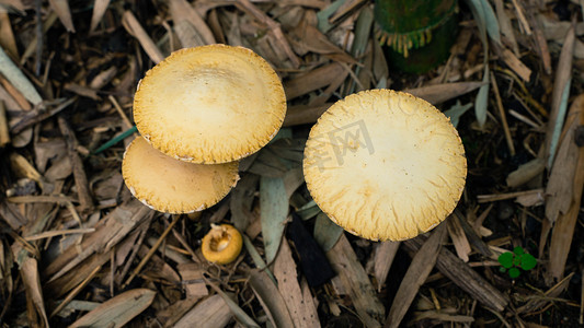 真菌蘑菇生长春天三月野生菌类野外湿地出芽摄影图配图