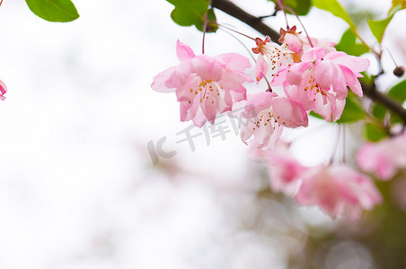 自然静物景色春天花瓣垂丝海棠春风摄影图配图