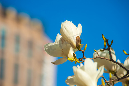 彩色春季摄影照片_花朵春季玉兰花花丛开放摄影图配图