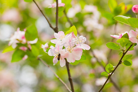 春天景色摄影照片_景色静物风景桃花花瓣摄影图配图