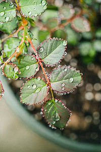 上新植物摄影照片_自然风景春天雨水叶子花盆雨滴在叶片上摄影图配图