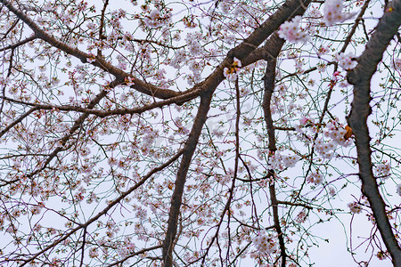 春天光照樱花树树下花盛开摄影图配图