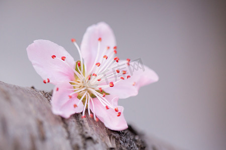 树干垂丝海棠特写立春摄影图配图