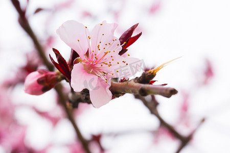 桃花花摄影照片_桃花春天花瓣树枝叶子绿叶色彩景色摄影图配图