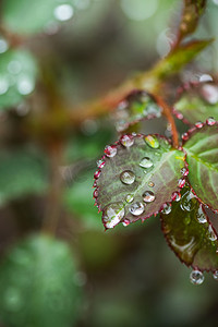 月季摄影照片_自然风景春天叶子雨滴室外雨滴粘在叶片上摄影图配图