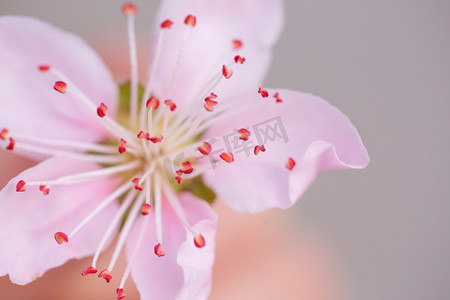 垂丝海棠立春花瓣粉嫩摄影图配图