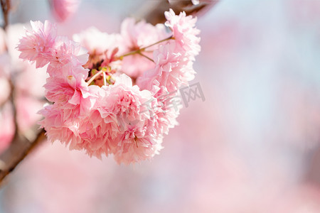 春季男鞋海报摄影照片_樱花春季花朵公园赏花摄影图配图