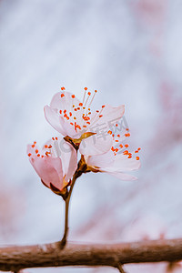 山桃花摄影照片_花开了春天山桃花公园开放摄影图配图