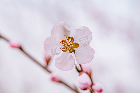 开春打虎摄影照片_山桃花开春季山桃花户外盛开摄影图配图