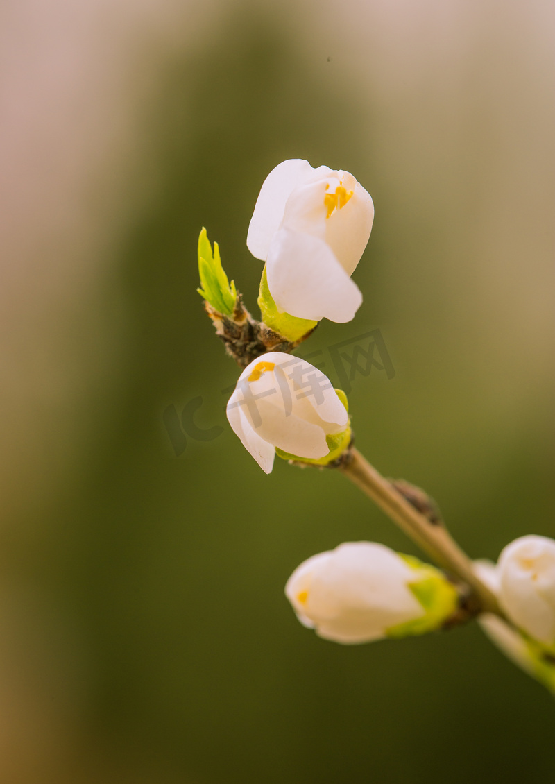 春暖花开初春白山桃花户外含苞待放摄影图配图高清摄影大图 千库网