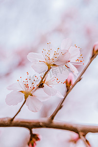 花开了春天山桃花户外盛放摄影图配图