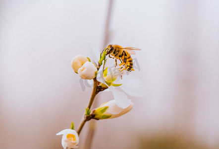 蜜蜂采蜜春天蜜蜂户外采蜜摄影图配图