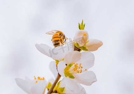 蜜蜂采蜜初春蜜蜂白山桃花户外采蜜摄影图配图