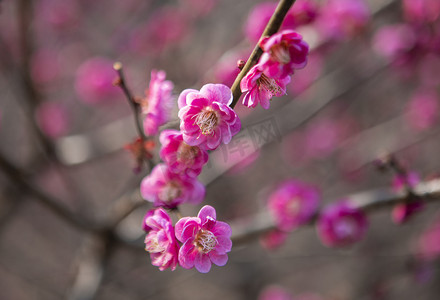 春天的梅花摄影照片_春天开放的梅花下午梅花树林无摄影图配图
