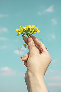 油菜花蓝天白天油菜花手天空室外手持油菜花摄影图配图