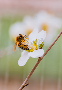 蜜蜂采蜜初春蜜蜂花户外采蜜摄影图配图