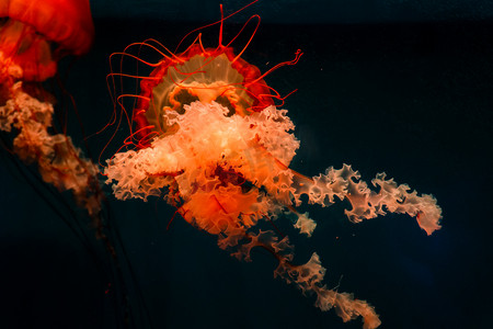 海洋馆水族馆水母水下世界高清摄影图配图