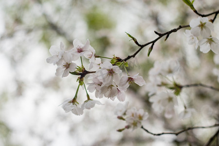 樱花春天花蕊风景特写摄影图配图