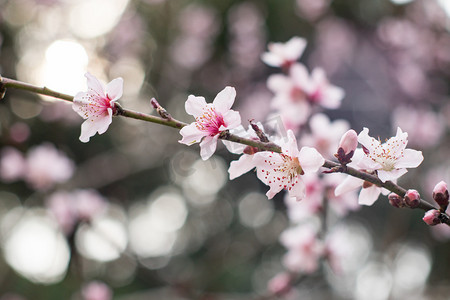 花蕊绽放摄影照片_花瓣春季花蕊自然绽放摄影图配图
