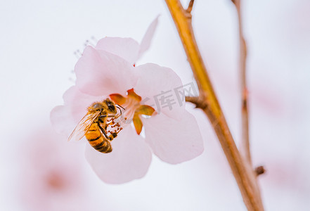 春暖花开春天山桃花蜜蜂户外公园采蜜盛开摄影图配图