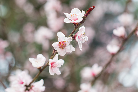 桃花春季花蕊自然盛开摄影图配图