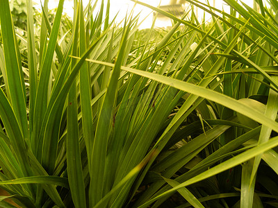 可爱绿植摄影照片_绿植白天绿色植物在大棚内茁壮的成长摄影图配图