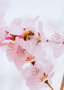 露珠桃花摄影照片_春暖花开初春山桃花户外公园盛开采蜜摄影图配图