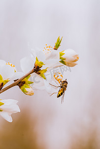 蜜蜂采蜜春天蜜蜂山桃花公园采蜜盛开摄影图配图
