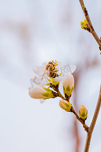 蜜蜂采蜜初春蜜蜂花朵公园采蜜盛开摄影图配图