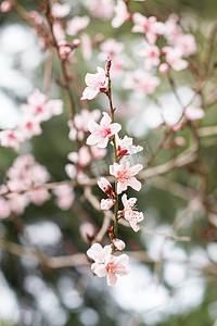 春意摄影照片_花瓣春季桃花自然特写摄影图配图