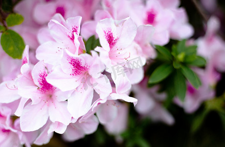 鲜花春天杜鹃花在花园盛开摄影图配图