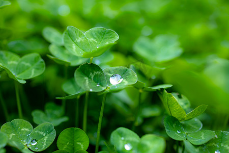 雨水中的绿植下午绿色的植物公园在雨中静物摄影图配图