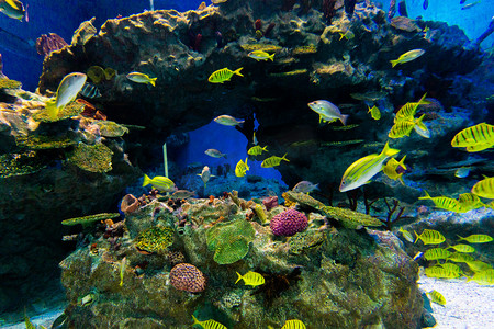 海洋馆水下世界鱼类水族馆高清摄影图配图