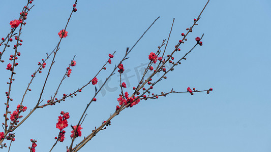 桃花开满枝头春天桃树乡村开红色花朵摄影图配图