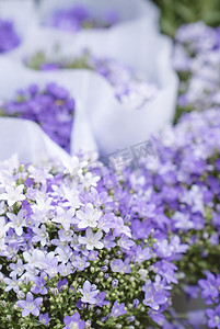 紫色鲜花清新美丽花朵摄影图配图