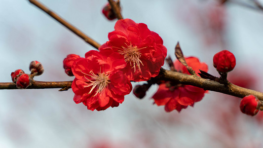 深红摄影照片_鲜红色的桃花春天桃树乡村田园盛开花朵摄影图配图