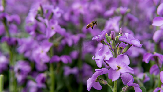 紫色背景图摄影照片_紫罗兰白天花公园赏花摄影图配图