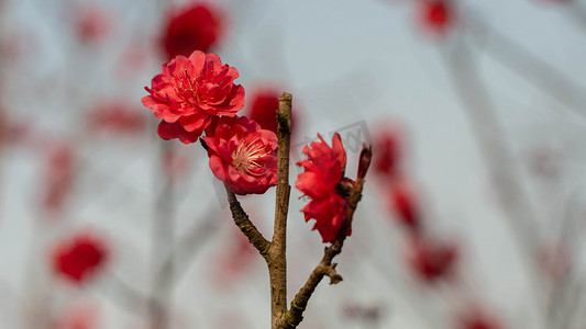 红色桃花绽放春天桃树野外开花摄影图配图