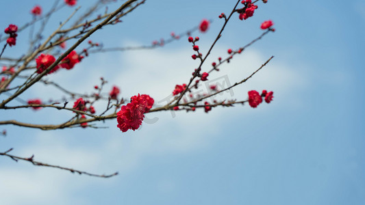 花朵枝头摄影照片_红色桃花花枝春天桃树枝头野外开花摄影图配图