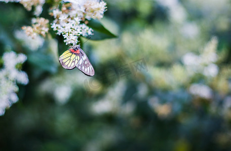 花园傍晚蝴蝶在花丛飞舞摄影图配图