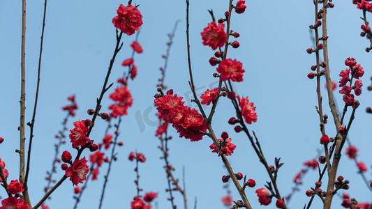 桃树开花摄影照片_桃树开红花春天桃树花枝乡村开花摄影图配图