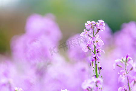 紫罗兰春分开花公园赏花摄影图配图